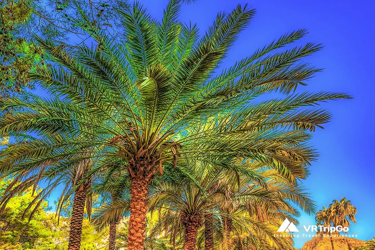 Best time to visit Alanya for prices – palm trees under clear blue sky in sunny resort atmosphere during low season travel