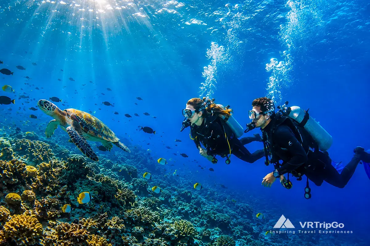 Scuba Diving Tour with Sea Turtle Encounter Above a Colorful Coral Reef